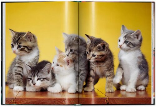 TASCHEN Cats. Photographs 1942–2018 Book open book spread 4